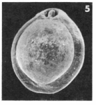 Chromista - Foraminifera (foraminifers)