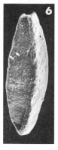 Pentellina pseudosaxorum Schlumberger, 1905