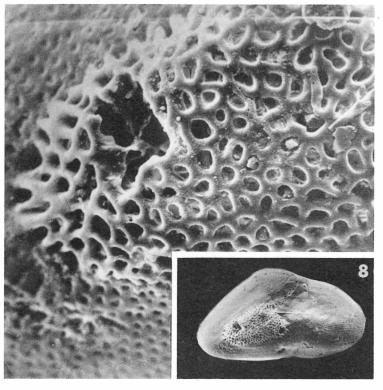 Pentellina strigillata (d'Orbigny, 1850)