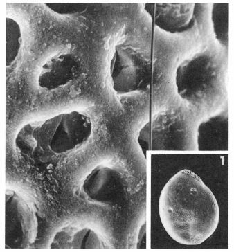 Pentellina strigillata (d'Orbigny, 1850)