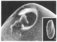 Quinqueloculina simplex Terquem Em. Le Calvez, 1947