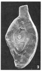 Spiroloculina angulifera Terquem, 1882