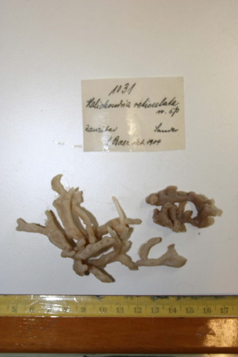 Holotype Halichondria reticulata Baer