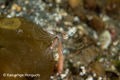 Hydrozoa (hydroids)