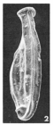 Articulina elegans Le Calvez, 1947