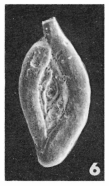 Spiroloculina proboscidea Schwager, 1883 Spiroloculina proboscidea Schwager, 1883