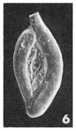 Spiroloculina proboscidea Schwager, 1883