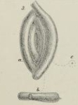 Spiroloculina proboscidea Schwager, 1883