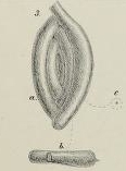 Spiroloculina proboscidea Schwager, 1883 Spiroloculina proboscidea Schwager, 1883