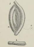 Spiroloculina proboscidea Schwager, 1883