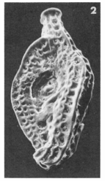 Spiroloculina pertusa Terquem, 1882