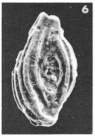 Spiroloculina morelleti Le Calvez in Le Calvez & Feugueur, 1954