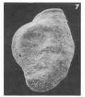 Spiroloculina ubiqua Le Calvez, 1947