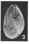 Triloculina propinqua Terquem Em. Le Calvez, 1947