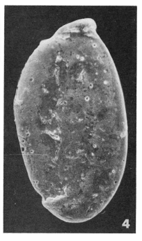 Articulina incerta (Terquem, 1882) Articulina incerta (Terquem, 1882)