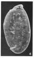 Chromista - Foraminifera (foraminifers)