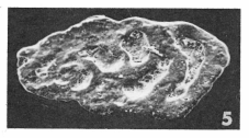 Nubecularia lucifuga Defrance, 1825 Nubecularia lucifuga Defrance, 1825