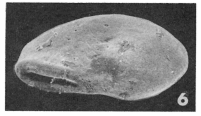 Vertebralina laevigata Terquem, 1882