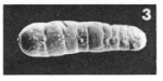 Spirolina cylindracea (Lamarck, 1804)