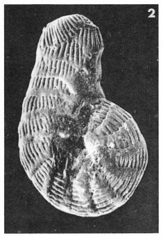Spirolina mariei Le Calvez, 1952 Spirolina mariei Le Calvez, 1952