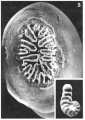 Chromista - Foraminifera (foraminifers)