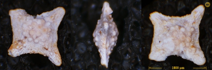Siderolites calcitrapoides Lamarck, 1801