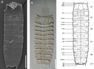 Leiocanthus satanicus Cepeda, Sánchez, Sørensen & Landers, 2022