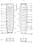 Leiocanthus satanicus Cepeda, Sánchez, Sørensen & Landers, 2022
