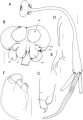 Tripaphylus squidwardi Boxshall, Barton, Kirke, Zhu & Johnson, 2022