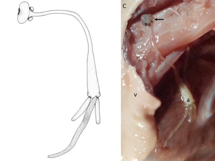 Tripaphylus squidwardi Boxshall, Barton, Kirke, Zhu & Johnson, 2022