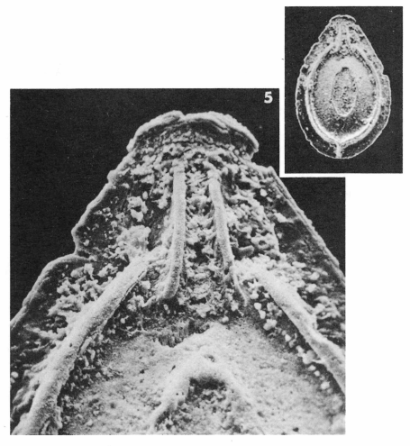 Fissurina orbignyana var. bicarinata Terquem, 1882 Fissurina orbignyana var. bicarinata Terquem, 1882