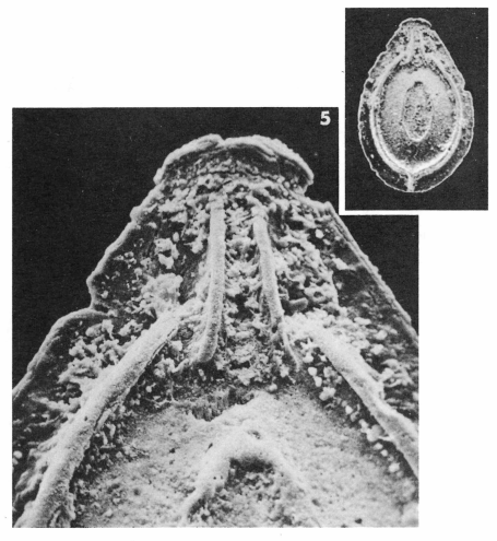 Fissurina orbignyana var. bicarinata Terquem, 1882