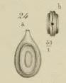 Fissurina orbignyana var. bicarinata Terquem, 1882