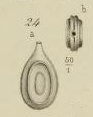 Fissurina orbignyana var. bicarinata Terquem, 1882 Fissurina orbignyana var. bicarinata Terquem, 1882
