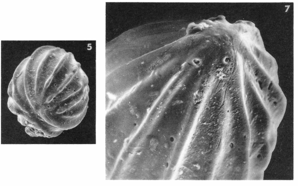 Globulina gibba var. sulcata (d'Orbigny in Fornasini, 1902) Globulina gibba var. sulcata (d'Orbigny in Fornasini, 1902)