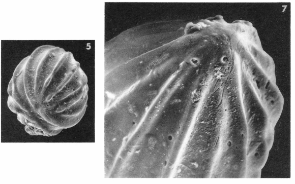 Globulina gibba var. sulcata (d'Orbigny in Fornasini, 1902)