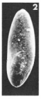 Pseudopolymorphina spatulata (Terquem, 1882)