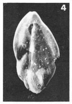 Sigmomorphina apiculata Le Calvez, 1950