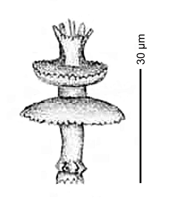 Latrunculia (Latrunculia) tutu Kelly & Sim-Smith, 2022 Latrunculia (Latrunculia) tutu Kelly & Sim-Smith, 2022