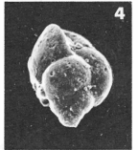 Chromista - Foraminifera (foraminifers)