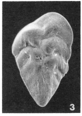 Bolivina carinata Terquem, 1882 Bolivina carinata Terquem, 1882