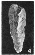 Reussella elongata (Terquem, 1882)