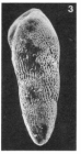 Buliminella striatopunctata (Terquem, 1882)