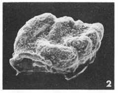 Sagrina canaliculata (Terquem, 1882) Sagrina canaliculata (Terquem, 1882)