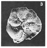 Discorbis rotata (Terquem, 1882)