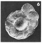 Discorbis vesicularis (Lamarck, 1804)