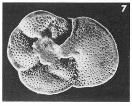 Discorbis propinqua (Terquem, 1882) Discorbis propinqua (Terquem, 1882)