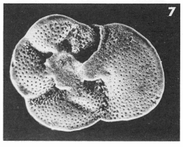 Discorbis propinqua (Terquem, 1882)