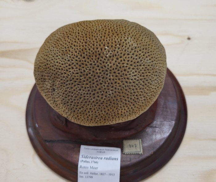 Siderastrea radians Siderastrea radians