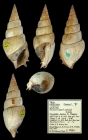 Tibia bidigitata (Newton, 1922)